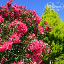 фото из отзыва ID 981158