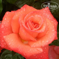 фото из отзыва ID 981744