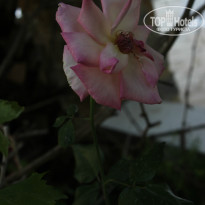 фото из отзыва ID 982498