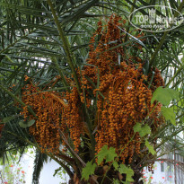 фото из отзыва ID 982498