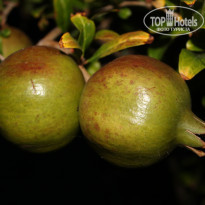 фото из отзыва ID 982133