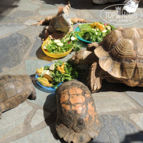 фото из отзыва ID 983831