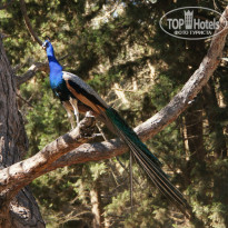 фото из отзыва ID 984487