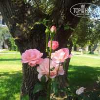 фото из отзыва ID 984600