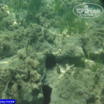 фото из отзыва ID 984050