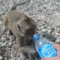 фото из отзыва ID 985104