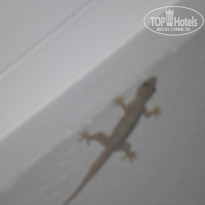 фото из отзыва ID 985104