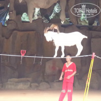 фото из отзыва ID 985847