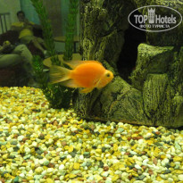 фото из отзыва ID 987475