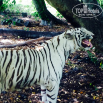 фото из отзыва ID 988779