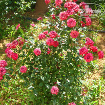 фото из отзыва ID 988854