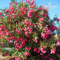 фото из отзыва ID 988854