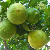 фото из отзыва ID 988854