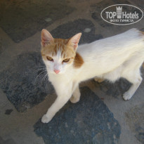 фото из отзыва ID 988854