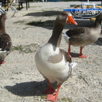 фото из отзыва ID 988854