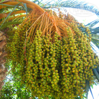 фото из отзыва ID 988854