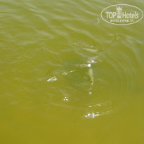 фото из отзыва ID 988854