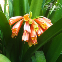 фото из отзыва ID 988854