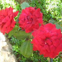 фото из отзыва ID 988854