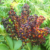 фото из отзыва ID 988854