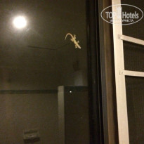 фото из отзыва ID 991389