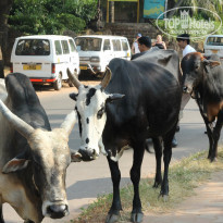 фото из отзыва ID 991661