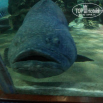 фото из отзыва ID 991866