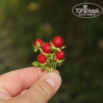 фото из отзыва ID 992688