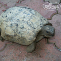 фото из отзыва ID 993579