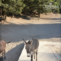 фото из отзыва ID 993719