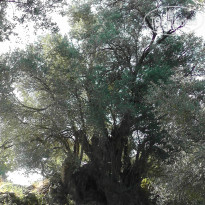 фото из отзыва ID 994017