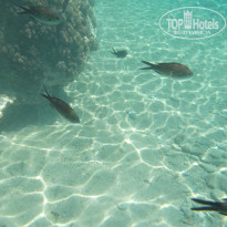 фото из отзыва ID 994017