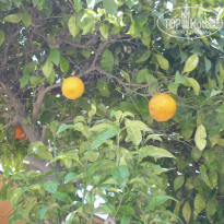 фото из отзыва ID 994445