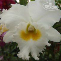 фото из отзыва ID 994454
