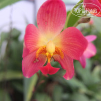 фото из отзыва ID 994454