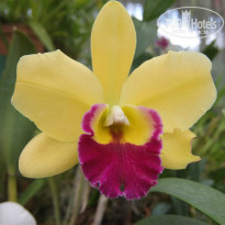 фото из отзыва ID 994454