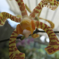 фото из отзыва ID 994454