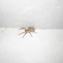 фото из отзыва ID 994558