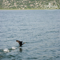 фото из отзыва ID 995278