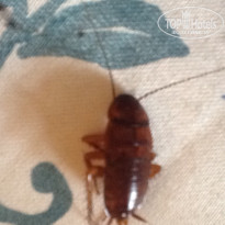 фото из отзыва ID 995718