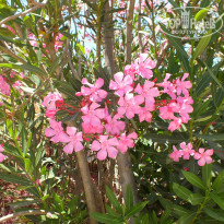 фото из отзыва ID 996167