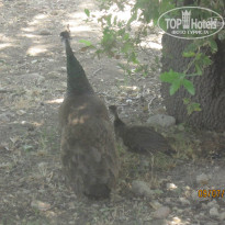 фото из отзыва ID 996578