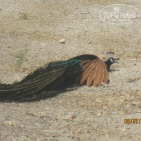 фото из отзыва ID 996578