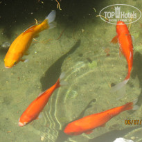 фото из отзыва ID 996578