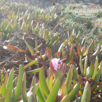 фото из отзыва ID 996578