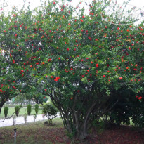 фото из отзыва ID 997128