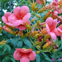 фото из отзыва ID 997128