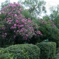 фото из отзыва ID 997128