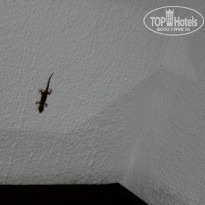 фото из отзыва ID 997271