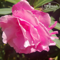 фото из отзыва ID 997466